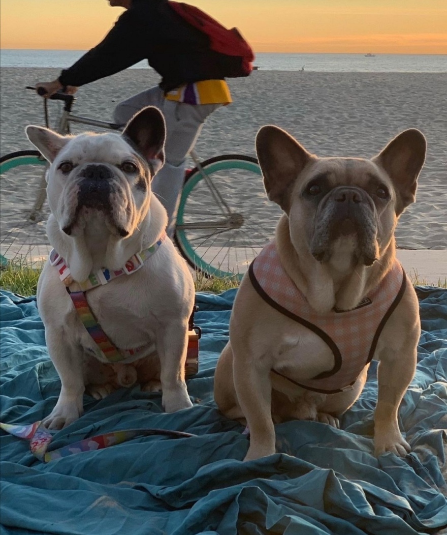 Lady Gaga: Γύρισαν σώα και αβλαβή τα σκυλάκια της