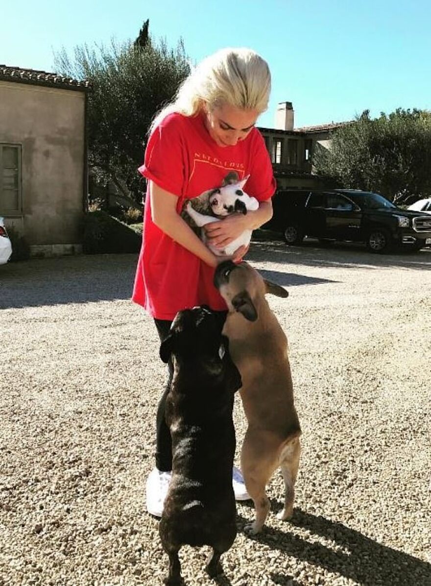 Lady Gaga: Ο συνοδός των σκυλιών της μιλάει μέσα από το νοσοκομείο - «Προσπάθησα να τα προστατεύσω»