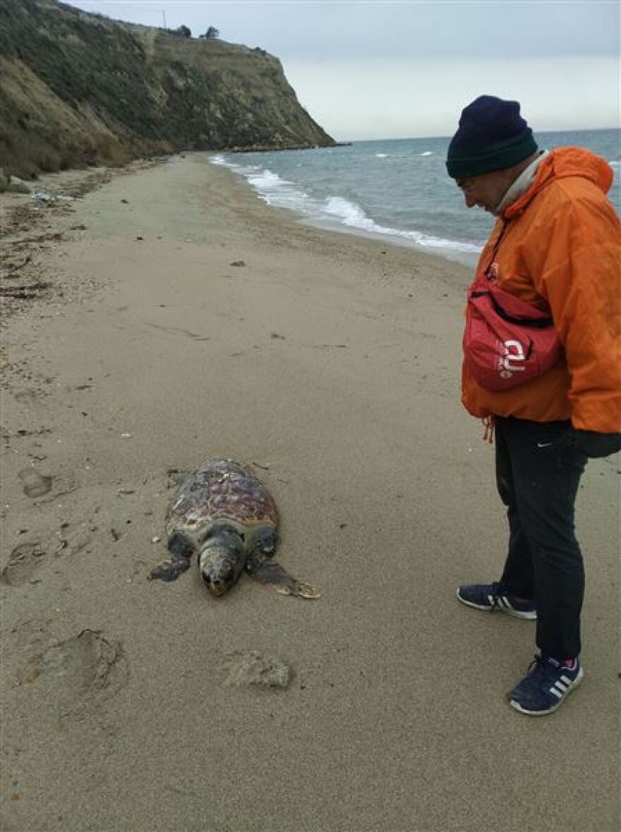 Θεσσαλονίκη: Απολίθωμα τιτανοχελώνας σε παραλία του Δήμου Θερμαϊκού