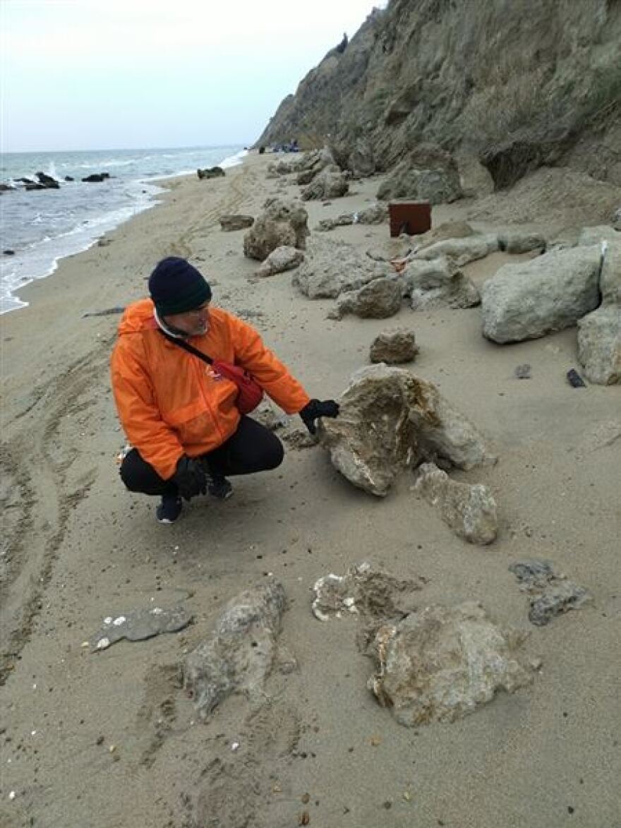 Θεσσαλονίκη: Απολίθωμα τιτανοχελώνας σε παραλία του Δήμου Θερμαϊκού