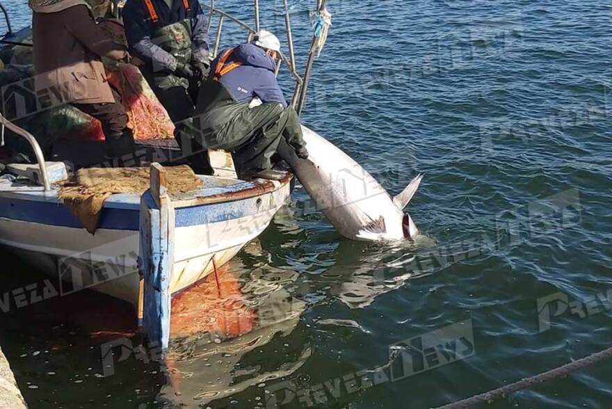 Μεγάλη ψαριά στην Πρέβεζα: Τόνο 130 κιλών έβγαλε ψαράς