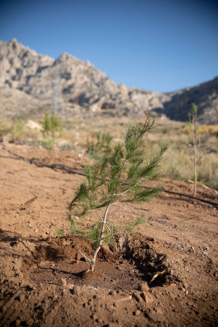 Αναδάσωση στην περιοχή της Κινέτας από τον όμιλο της Motor Oil