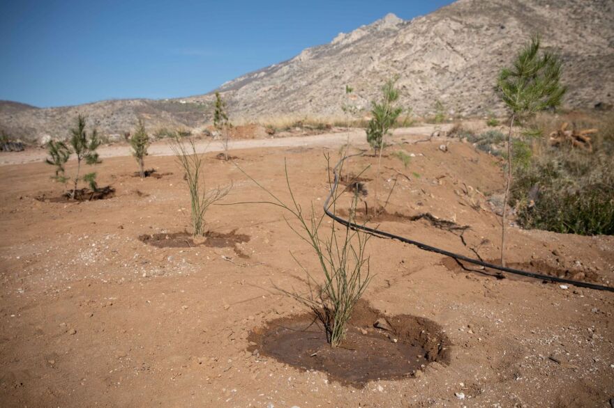 Αναδάσωση στην περιοχή της Κινέτας από τον όμιλο της Motor Oil