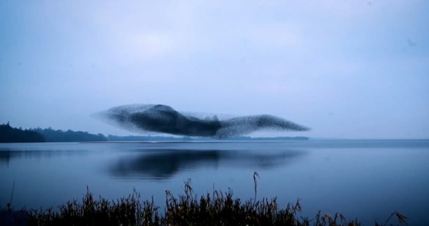 Ιρλανδία: Σμήνος από ψαρόνια σχηματίζει ένα τεράστιο πουλί στον ουρανό
