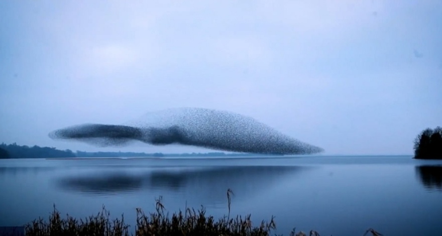 Ιρλανδία: Σμήνος από ψαρόνια σχηματίζει ένα τεράστιο πουλί στον ουρανό