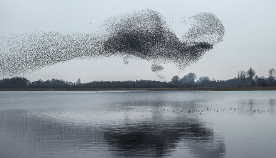 Ιρλανδία: Σμήνος από ψαρόνια σχηματίζει ένα τεράστιο πουλί στον ουρανό