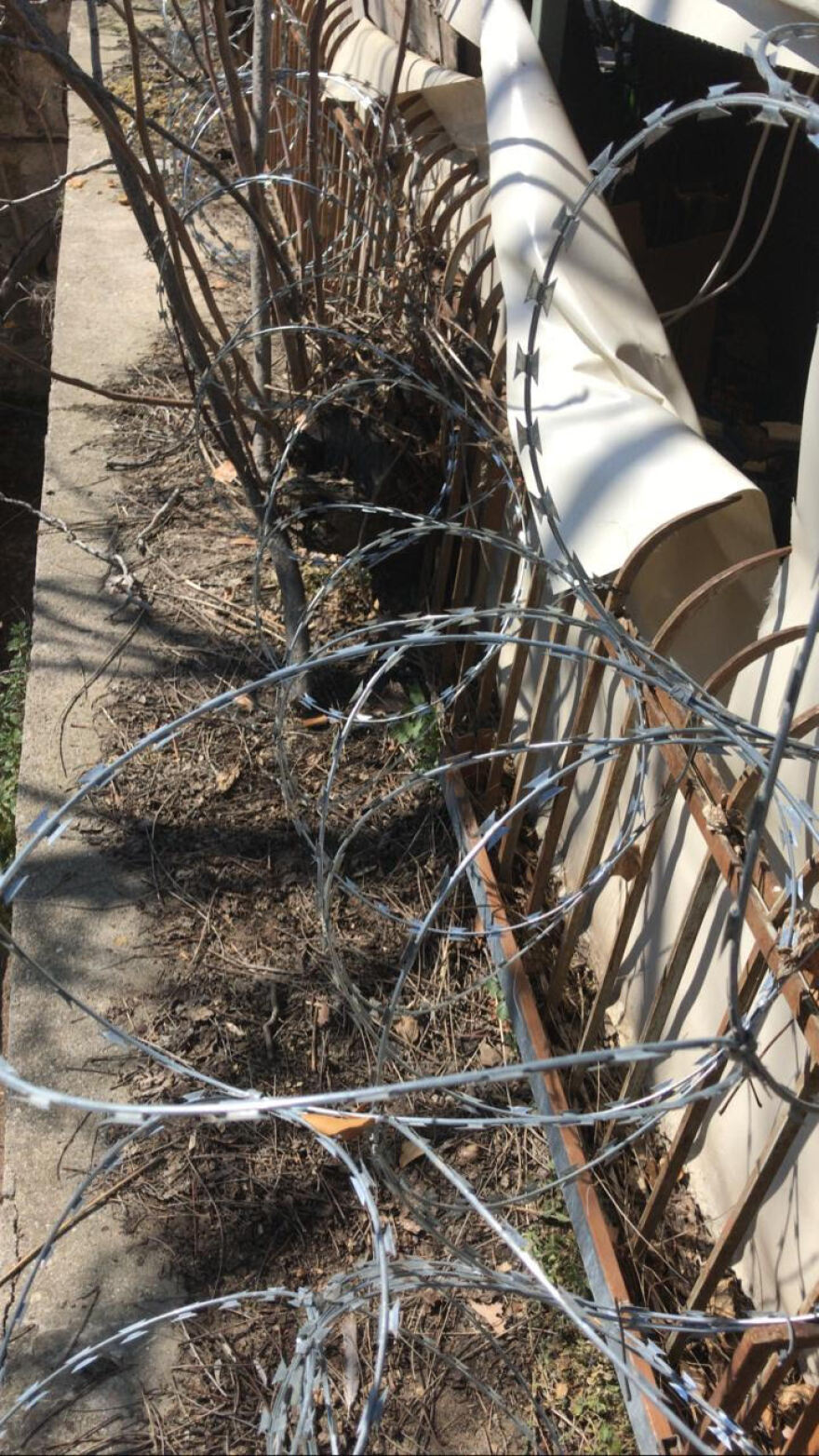 Κολωνάκι: «Ποντικοί» μπούκαραν για τέταρτη φορά στη διάρκεια της καραντίνας σε γνωστό κατάστημα εστίασης