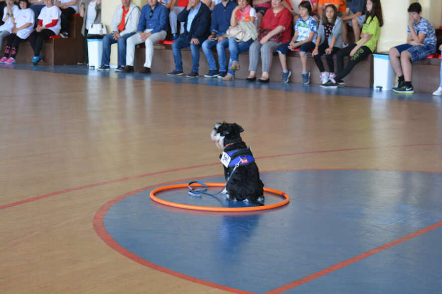 Animal Assisted Therapy: Ένα πρωτότυπο πρόγραμμα θεραπείας με σκύλους στην Κοζάνη