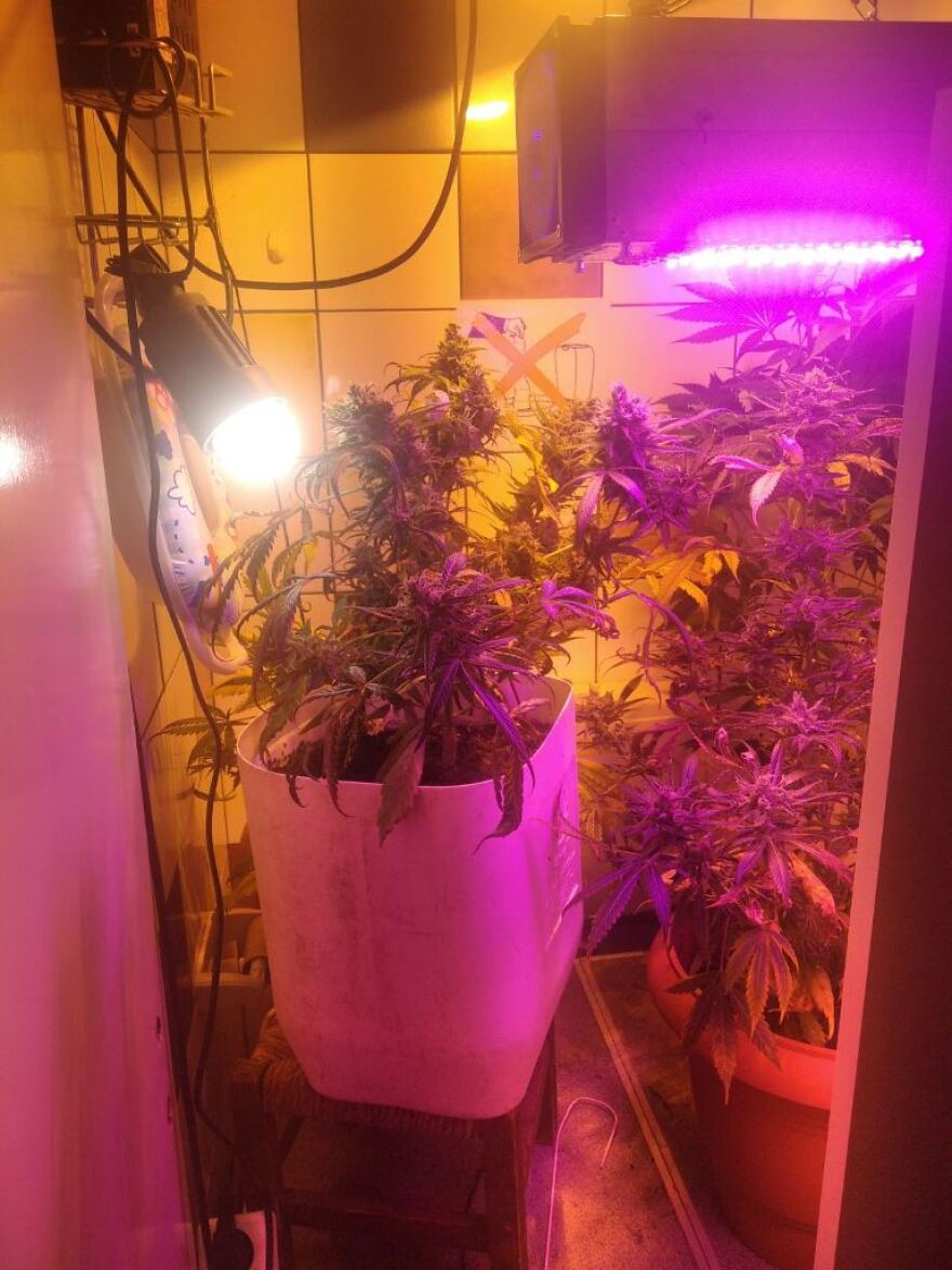 Ηράκλειο: Συνελήφθη άνδρας που καλλιεργούσε κάνναβη μέσα στην επιχείρησή του