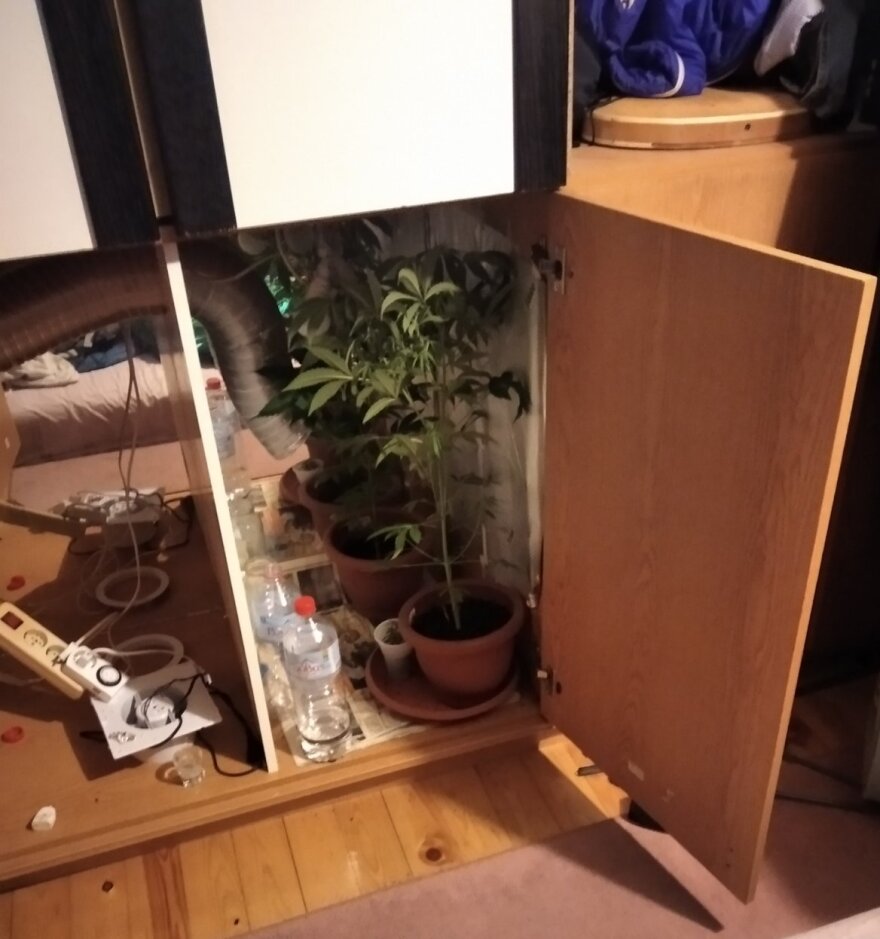 Ηράκλειο: Συνελήφθη άνδρας που καλλιεργούσε κάνναβη μέσα στην επιχείρησή του