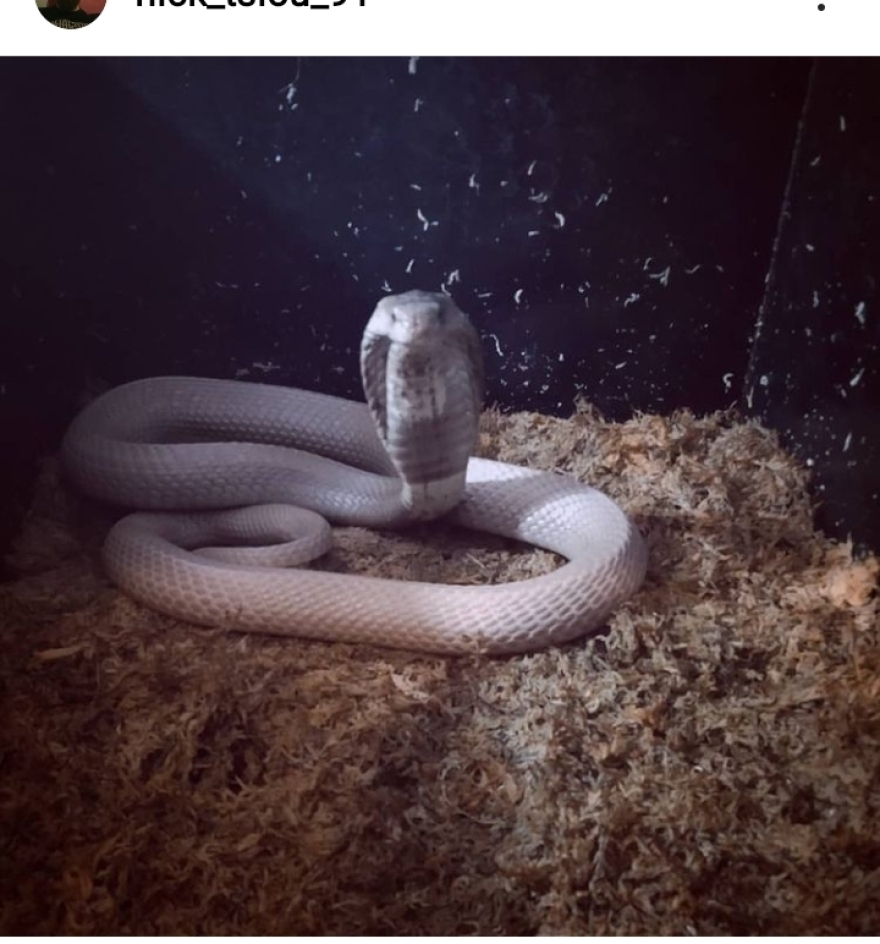 Ψυχολόγος και λάτρης των φιδιών ο 30χρονος που τον δάγκωσε η ινδική κόμπρα - Πώς του επιτέθηκε το ερπετό