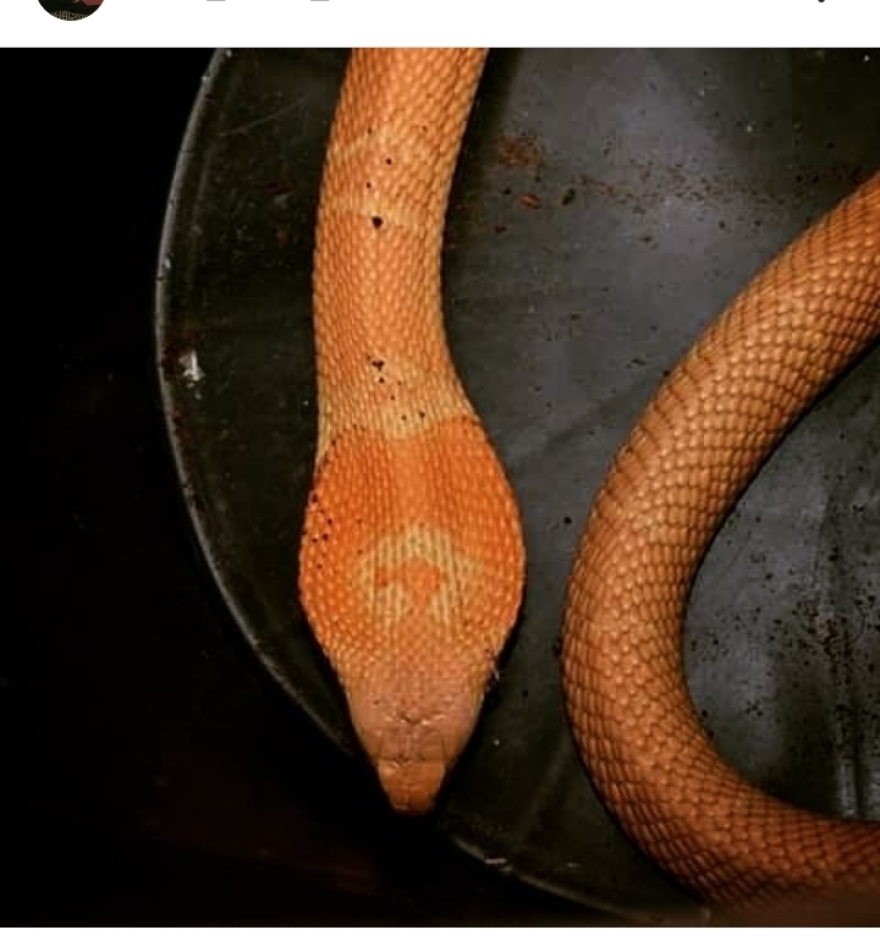 Ψυχολόγος και λάτρης των φιδιών ο 30χρονος που τον δάγκωσε η ινδική κόμπρα - Πώς του επιτέθηκε το ερπετό