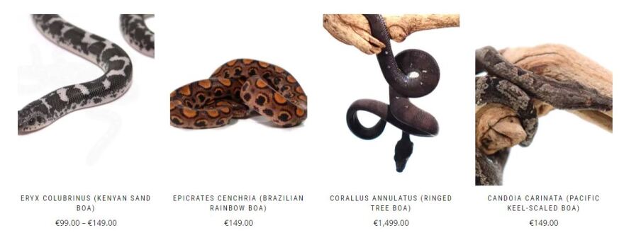 Φίδια, αράχνες και αλιγάτορες στην Αθήνα: Η μόδα της αγοράς εξωτικών ειδών και το δάγκωμα κόμπρας στον 30χρονο