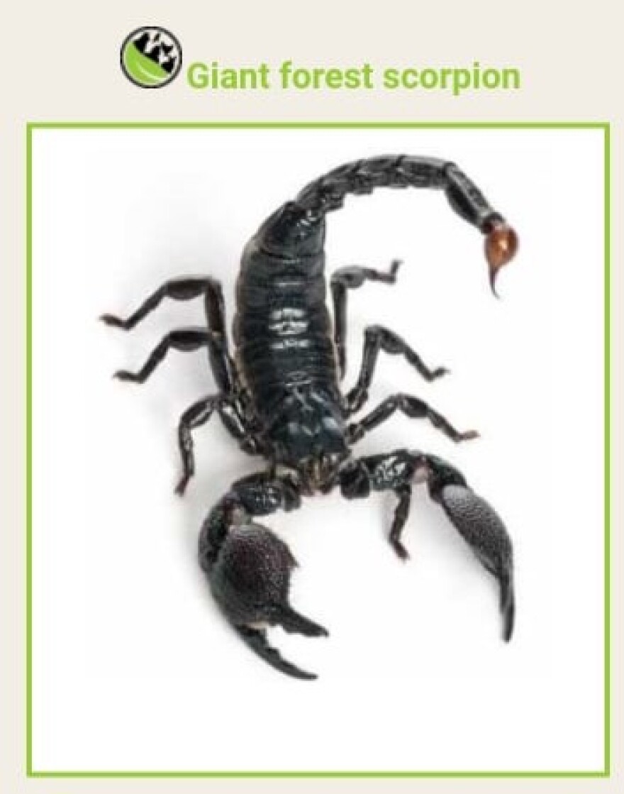 Φίδια, αράχνες και αλιγάτορες στην Αθήνα: Η μόδα της αγοράς εξωτικών ειδών και το δάγκωμα κόμπρας στον 30χρονο