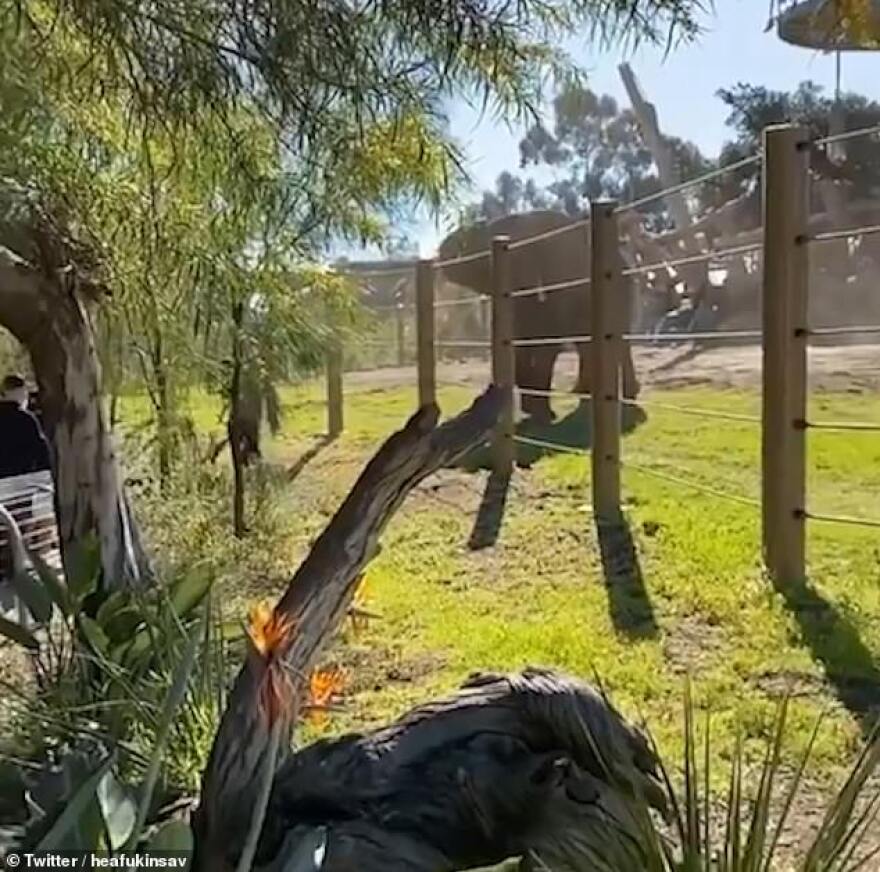 Ελέφαντας κατά άνδρα και της κόρης του - Μπήκαν στο κλουβί του για σέλφι 