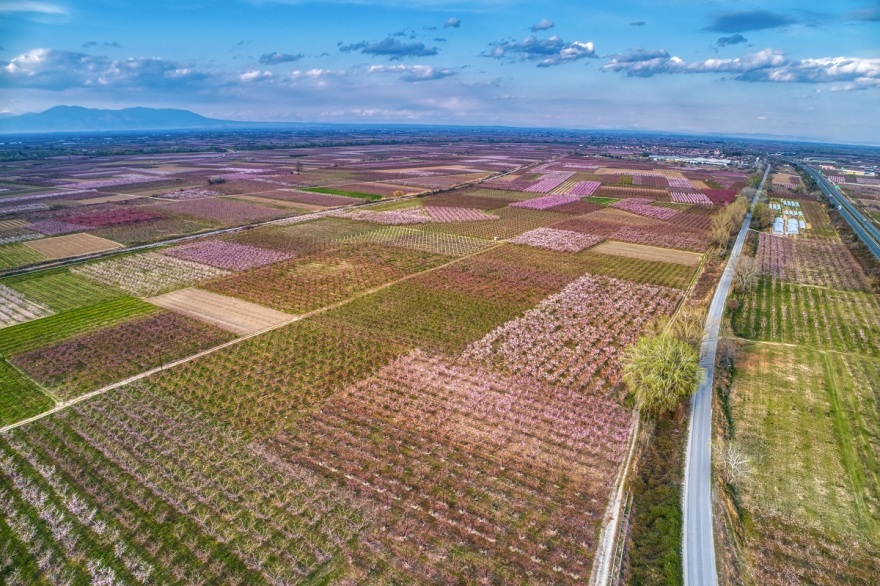 Έργο τέχνης ο Κάμπος της Ημαθίας - Οι ανθισμένες ροδακινιές αιχμαλωτίζουν το βλέμμα - Δείτε φωτογραφίες