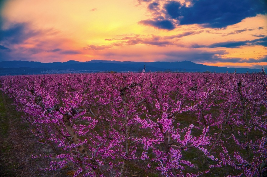 Έργο τέχνης ο Κάμπος της Ημαθίας - Οι ανθισμένες ροδακινιές αιχμαλωτίζουν το βλέμμα - Δείτε φωτογραφίες