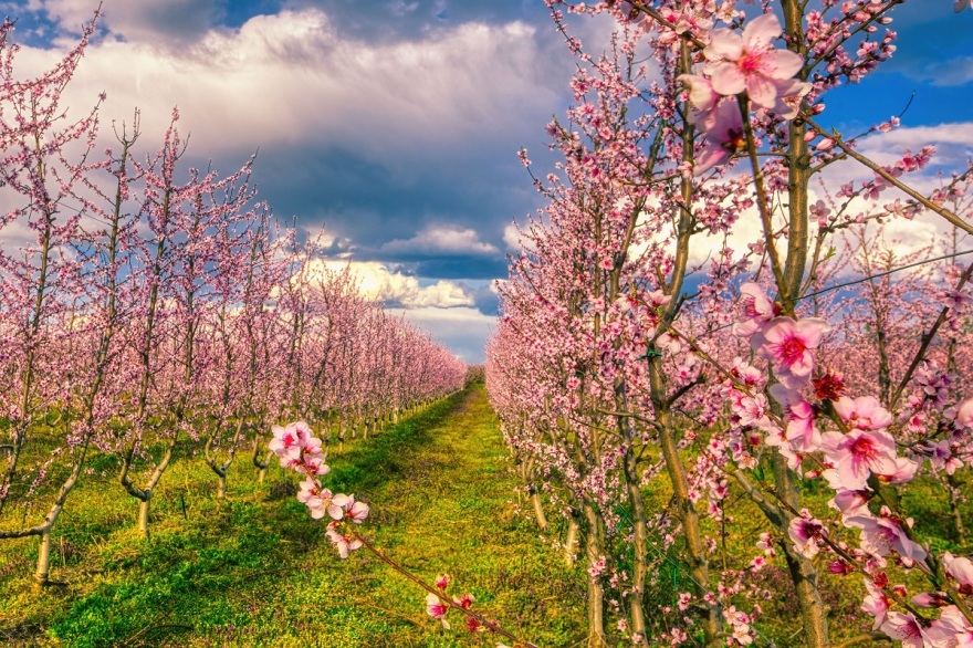 Έργο τέχνης ο Κάμπος της Ημαθίας - Οι ανθισμένες ροδακινιές αιχμαλωτίζουν το βλέμμα - Δείτε φωτογραφίες