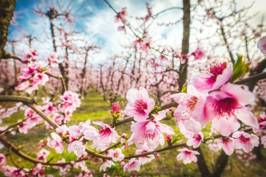 Έργο τέχνης ο Κάμπος της Ημαθίας - Οι ανθισμένες ροδακινιές αιχμαλωτίζουν το βλέμμα - Δείτε φωτογραφίες