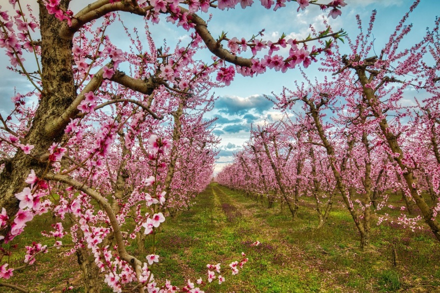 Έργο τέχνης ο Κάμπος της Ημαθίας - Οι ανθισμένες ροδακινιές αιχμαλωτίζουν το βλέμμα - Δείτε φωτογραφίες