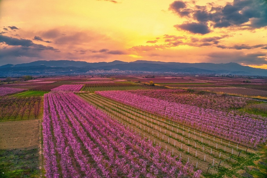 Έργο τέχνης ο Κάμπος της Ημαθίας - Οι ανθισμένες ροδακινιές αιχμαλωτίζουν το βλέμμα - Δείτε φωτογραφίες