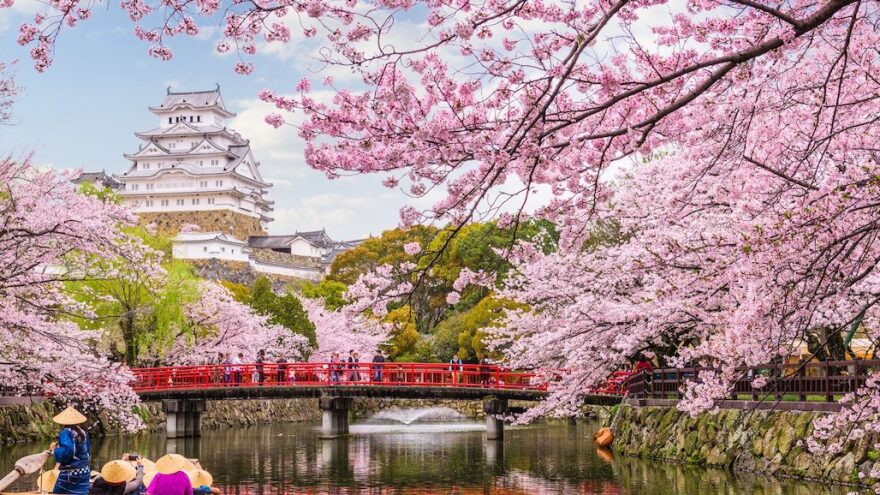 Έργο τέχνης ο Κάμπος της Ημαθίας - Οι ανθισμένες ροδακινιές αιχμαλωτίζουν το βλέμμα - Δείτε φωτογραφίες