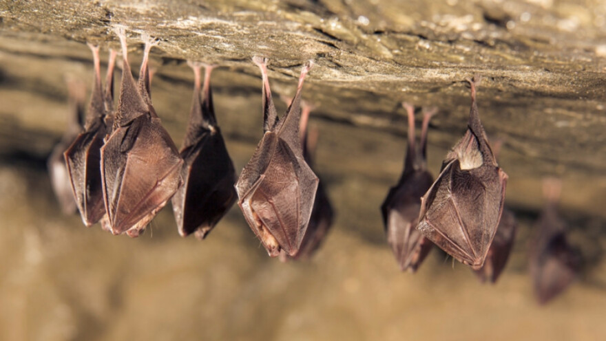 Νυχτερίδες, παγκολίνοι, χοίροι, πτηνά...: Τα ζώα που μας μεταδίδουν ιούς