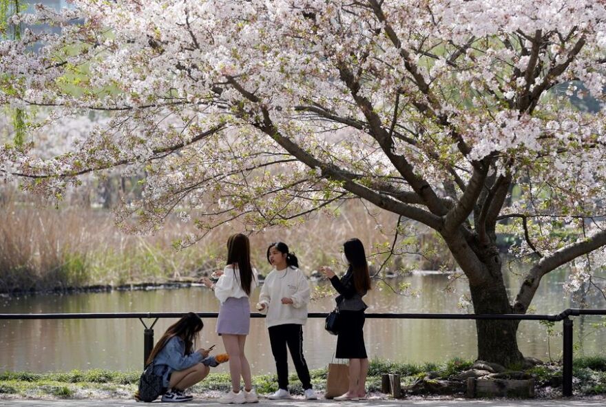 Ιαπωνία: Πλήρης ανθοφορία για τις κερασιές σε χρόνο ρεκόρ