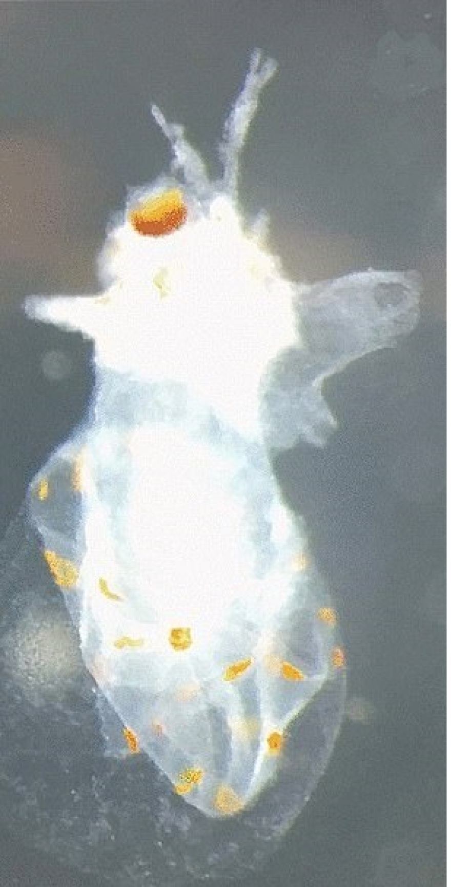 Νορβηγία: Μυστήριο με γιγαντιαίες μάζες στη θάλασσα που περιέχουν αβγά καλαμαριών– Δείτε φωτογραφίες