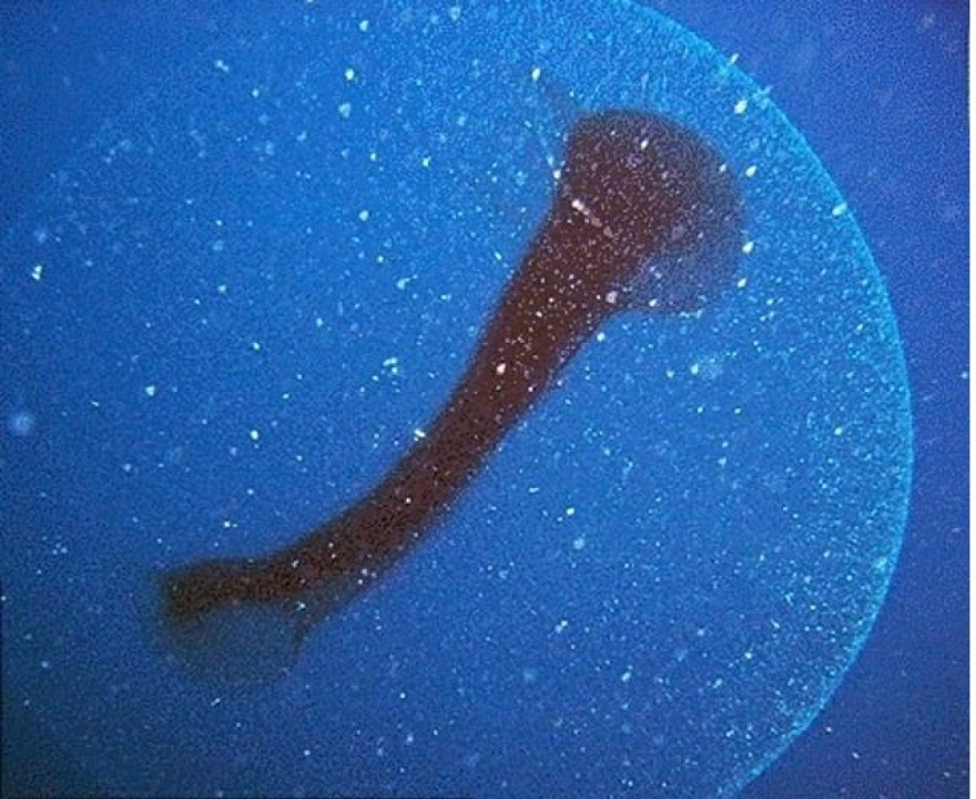 Νορβηγία: Μυστήριο με γιγαντιαίες μάζες στη θάλασσα που περιέχουν αβγά καλαμαριών– Δείτε φωτογραφίες