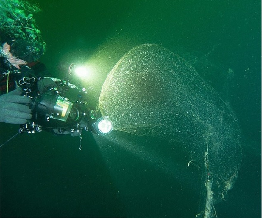 Νορβηγία: Μυστήριο με γιγαντιαίες μάζες στη θάλασσα που περιέχουν αβγά καλαμαριών– Δείτε φωτογραφίες