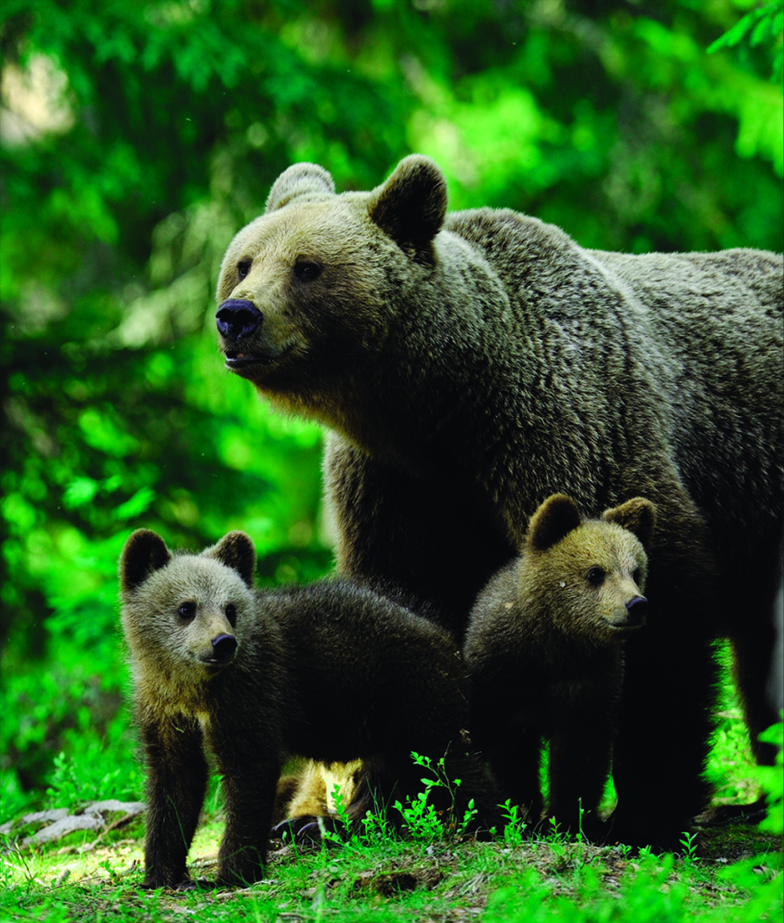 Νερό από τις πιο αγνές πηγές του κόσμου!