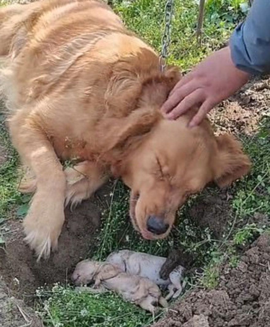 Κίνα: Σκυλίτσα έχασε στη γέννα τα μικρά της και σκάβει τον τάφο τους - Αρνείται να τα αποχωριστεί (βίντεο)