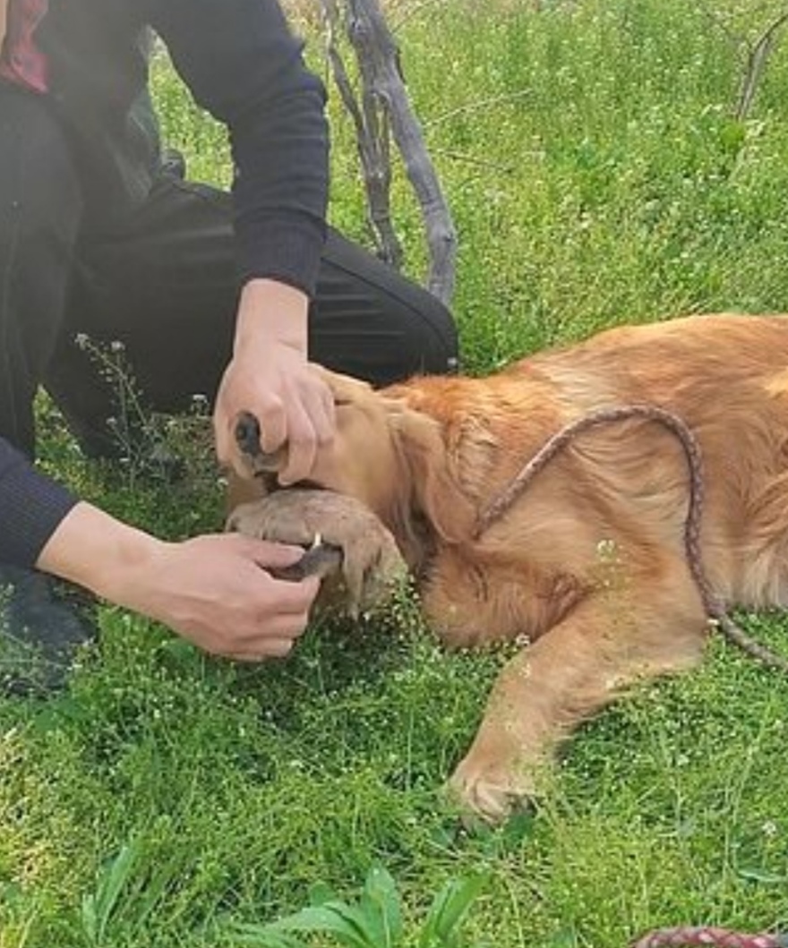 Κίνα: Σκυλίτσα έχασε στη γέννα τα μικρά της και σκάβει τον τάφο τους - Αρνείται να τα αποχωριστεί (βίντεο)