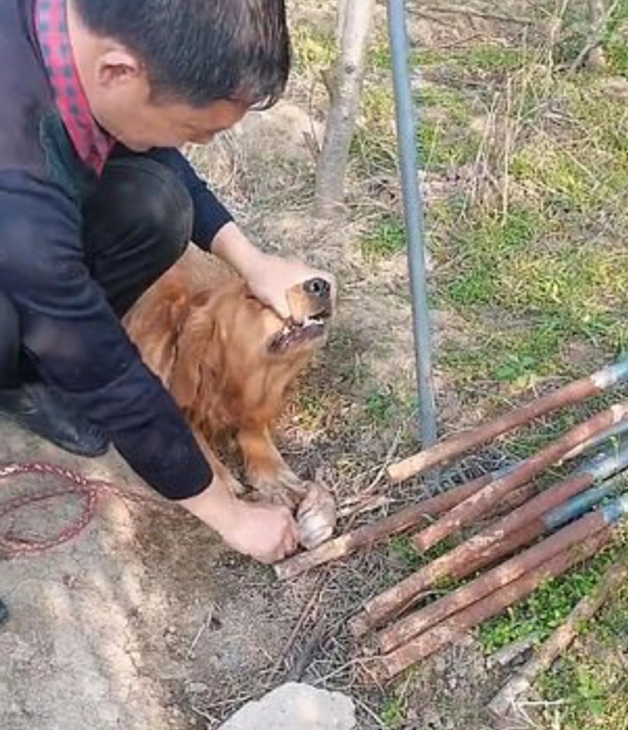 Κίνα: Σκυλίτσα έχασε στη γέννα τα μικρά της και σκάβει τον τάφο τους - Αρνείται να τα αποχωριστεί (βίντεο)