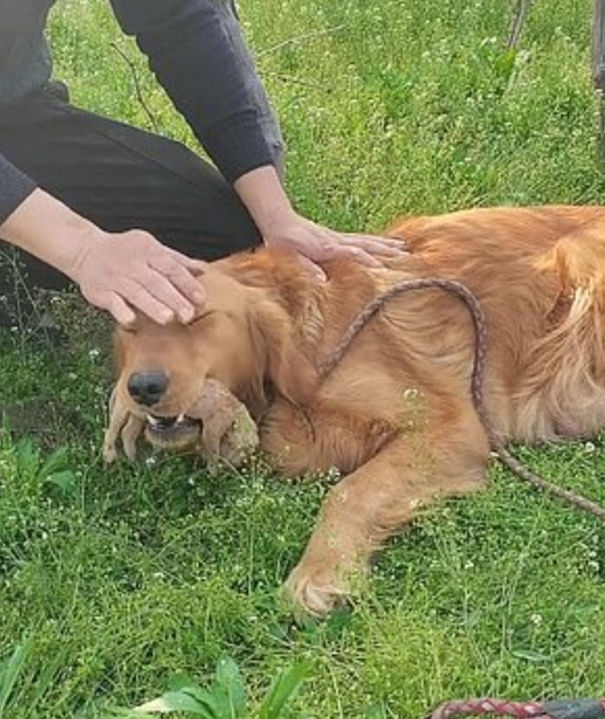 Κίνα: Σκυλίτσα έχασε στη γέννα τα μικρά της και σκάβει τον τάφο τους - Αρνείται να τα αποχωριστεί (βίντεο)