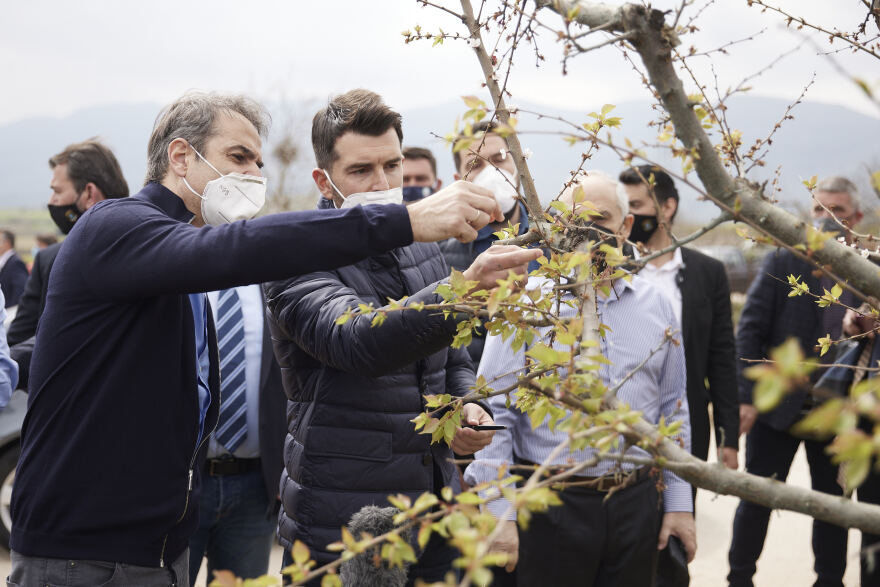 Επίσκεψη Μητσοτάκη στο Σπαθοβούνι: Με ταχύτητα οι αποζημιώσεις σε αγρότες που υπέστησαν ζημιά από τον παγετό