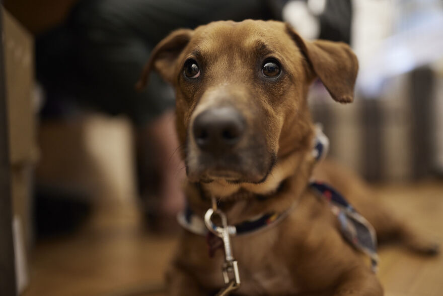 Κυριάκος Μητσοτάκης: Υιοθέτησε σκυλάκι από καταφύγιο που επισκέφθηκε - Δείτε τον υπέροχο «Πίνατ»