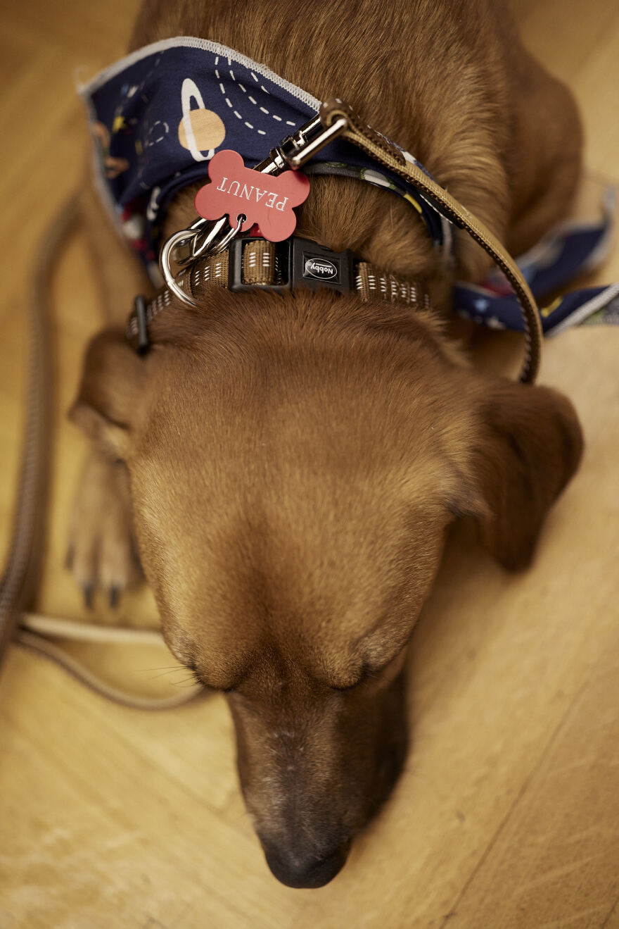 Κυριάκος Μητσοτάκης: Υιοθέτησε σκυλάκι από καταφύγιο που επισκέφθηκε - Δείτε τον υπέροχο «Πίνατ»