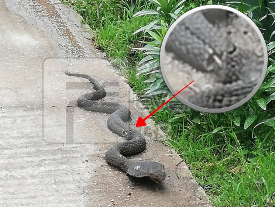 Πλαστικό ομοίωμα φιδιού η... κόμπρα που σκόρπισε πανικό στην Πάτρα