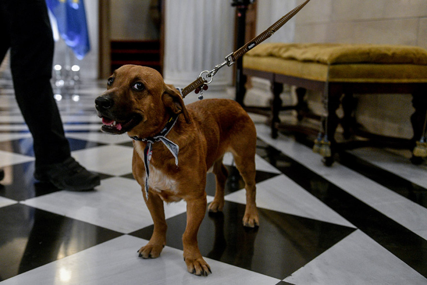Η πρώτη επίσημη εμφάνιση του Peanut στο Μέγαρο Μαξίμου - Δείτε φωτογραφίες