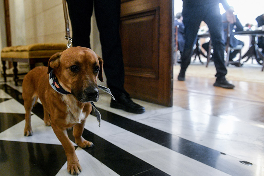 Η πρώτη επίσημη εμφάνιση του Peanut στο Μέγαρο Μαξίμου - Δείτε φωτογραφίες
