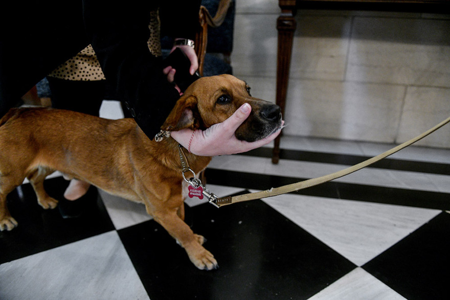 Η πρώτη επίσημη εμφάνιση του Peanut στο Μέγαρο Μαξίμου - Δείτε φωτογραφίες