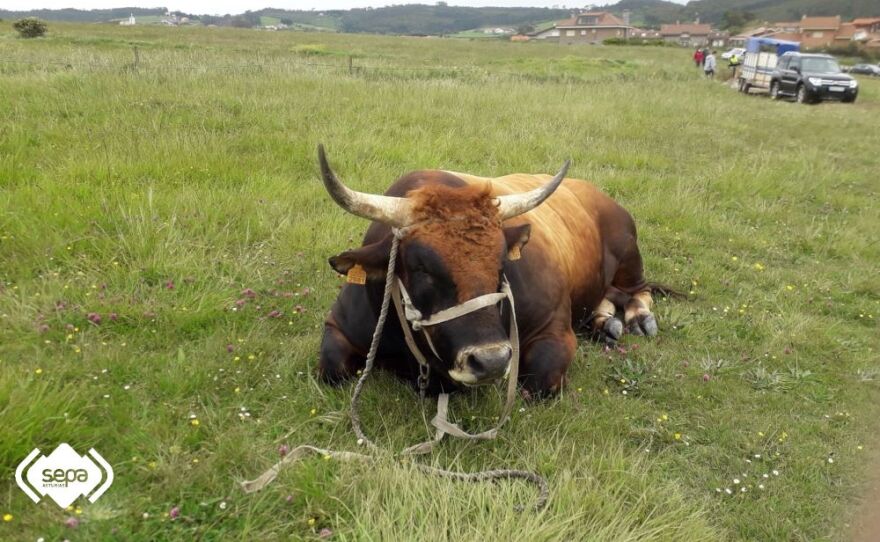 Ισπανία: Εντυπωσιακή διάσωση με ελικόπτερο ταύρου 800 κιλών – Δείτε βίντεο