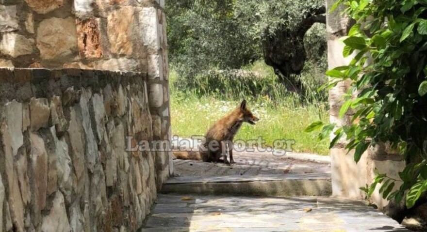Φθιώτιδα: Αλεπού πηγαίνει καθημερινά για... φαγητό σε εξοχικό στην Γλύφα - Δείτε το βίντεο