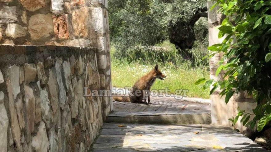 Η ζωή του Αντίμτσι Ονιεναδούμ είναι... βγαλμένη από ταινία - Από τον πόλεμο και την αιχμαλωσία, στην Πάτρα και την Ογκολογία