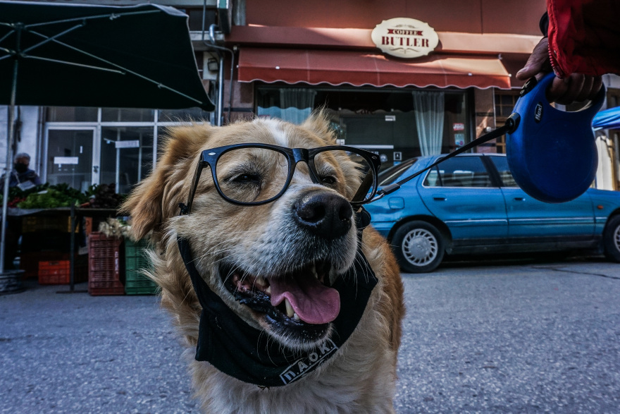 Ζώα συντροφιάς: Αυτό είναι το νομοσχέδιο – Όσα πρέπει να γνωρίζετε σε 18 ερωταπαντήσεις