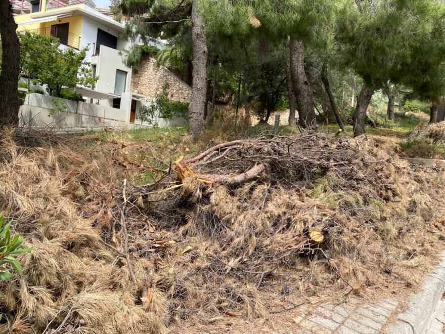 Τα κλαδιά κινδυνεύουν να γίνουν «προσάναμμα» και ο Δήμαρχος Κηφισιάς, Γιώργος Θωμάκος αγρόν αγοράζει