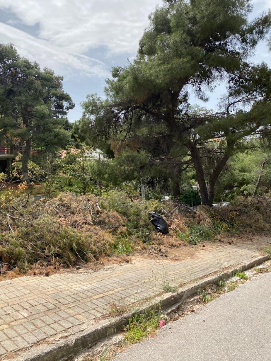 Τα κλαδιά κινδυνεύουν να γίνουν «προσάναμμα» και ο Δήμαρχος Κηφισιάς, Γιώργος Θωμάκος αγρόν αγοράζει