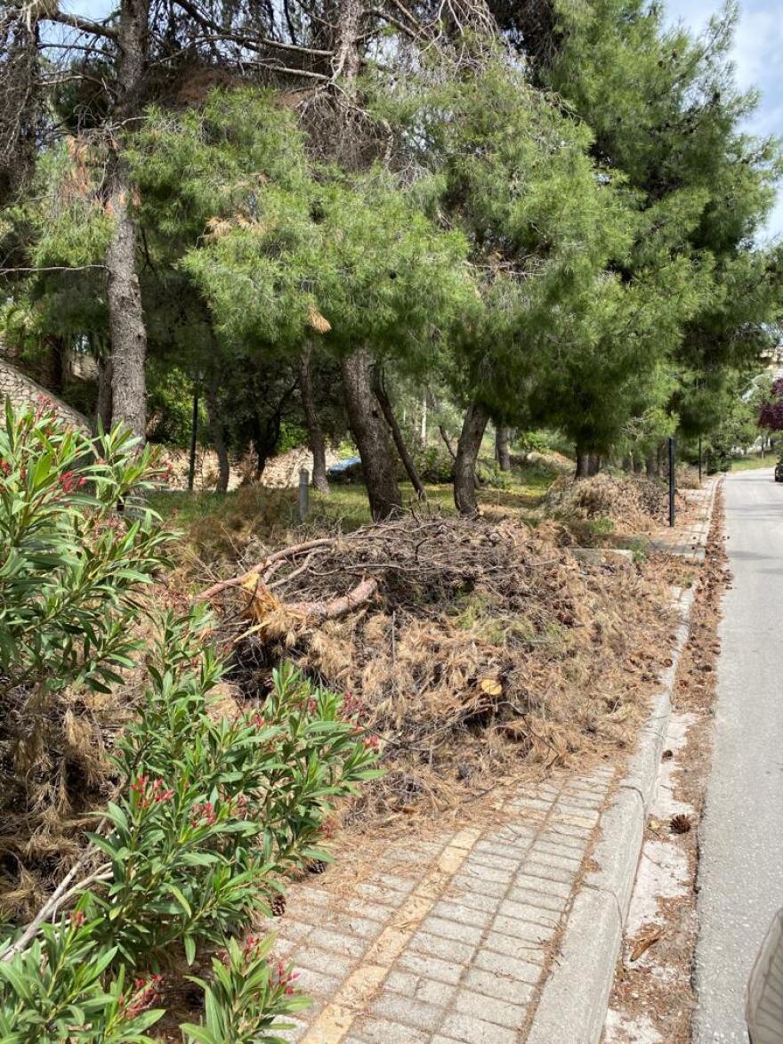 Τα κλαδιά κινδυνεύουν να γίνουν «προσάναμμα» και ο Δήμαρχος Κηφισιάς, Γιώργος Θωμάκος αγρόν αγοράζει